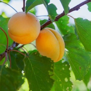 Marhuľa obyčajná (Prunus armeniaca) ´HARCOT´ - stredne skorá, výška 180-220 cm - voľnokorenná